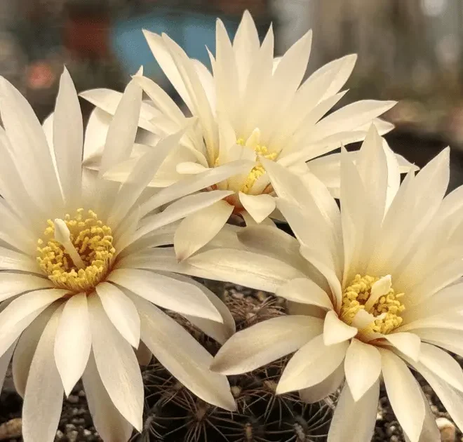 Como Fazer Seus Cactos Florirem Muito: Guia Completo