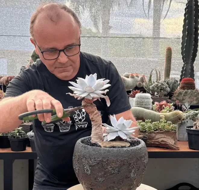 Cortar ou não cortar sua suculenta? Veja o que acontece nas duas situações!