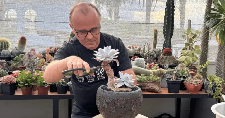 Cortar ou não cortar sua suculenta? Veja o que acontece nas duas situações!