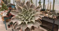 Conheça a Echeveria Madiba: a suculenta que não existe na natureza