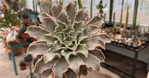Conheça a Echeveria Madiba: a suculenta que não existe na natureza