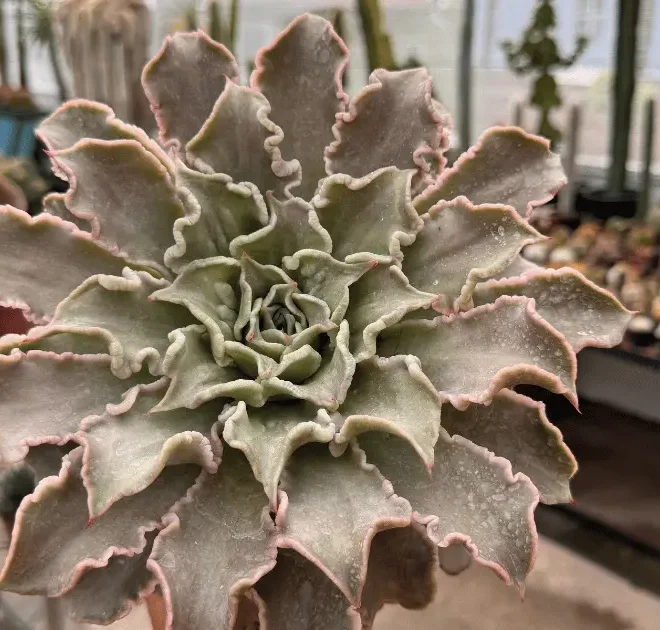 Conheça a Echeveria Madiba: a suculenta que não existe na natureza