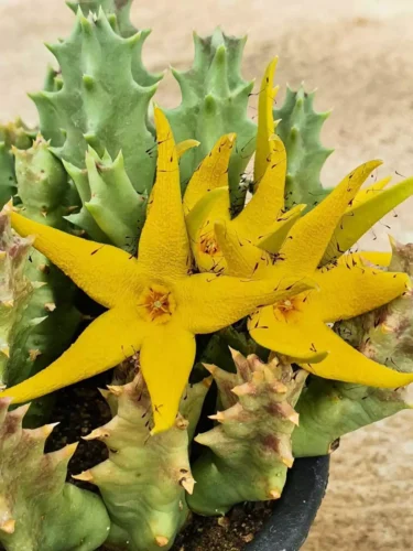 Orbea Lutea - pote 9