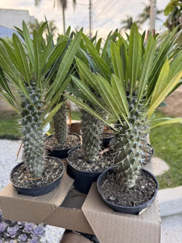 Palmeira de Madagascar - pote 11