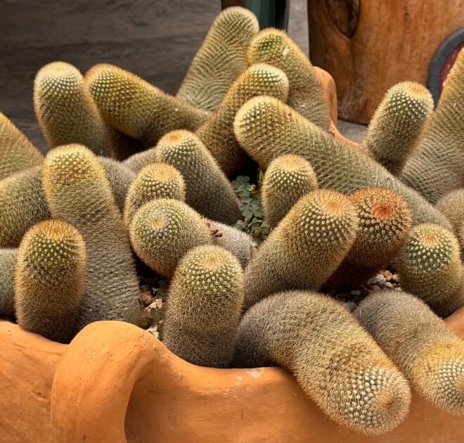 5 Cactos Com Formatos Incríveis Para Se Inspirar