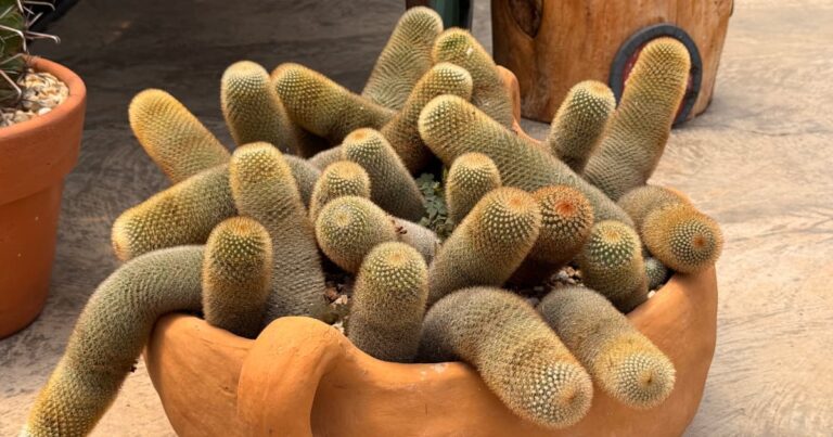 5 Cactos Com Formatos Incríveis Para Se Inspirar