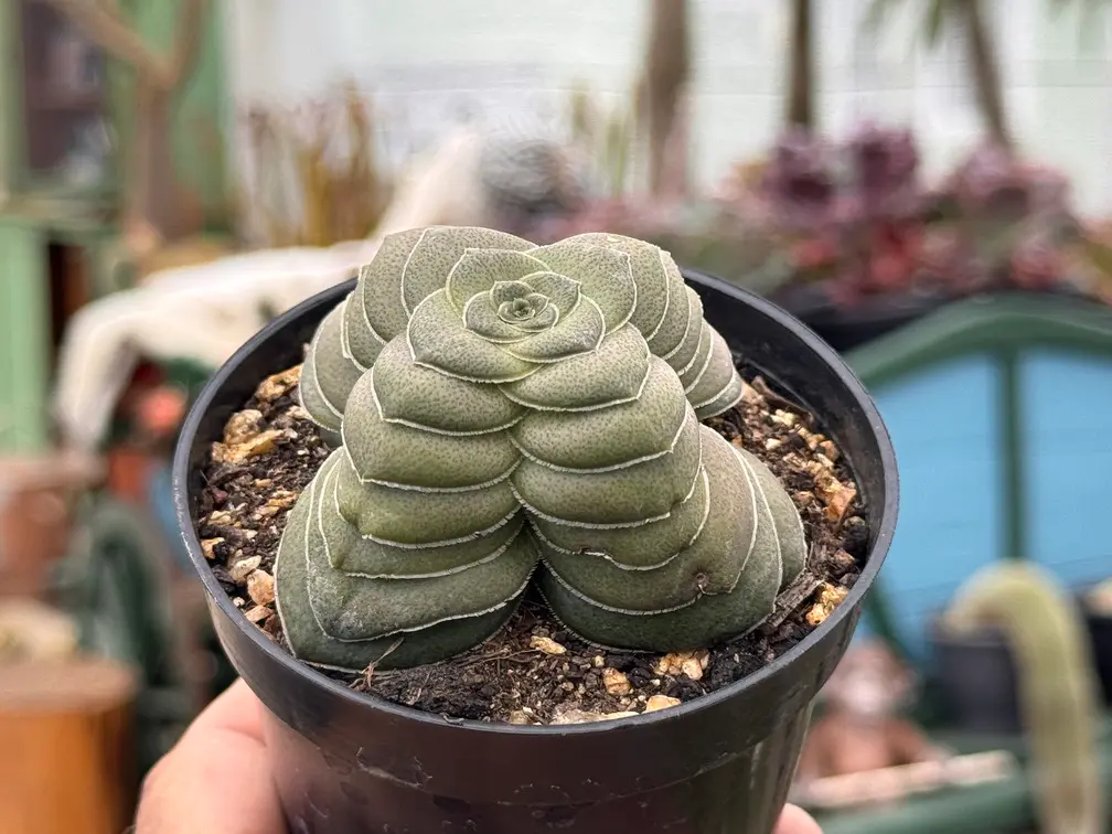foto da suculenta Crassula hemisphaerica