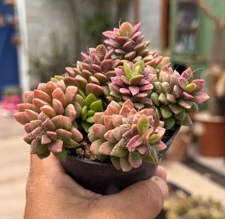 foto da suculenta Anacampseros rufescens variegata