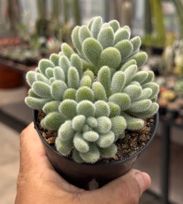 foto da suculenta Sedum hintonii