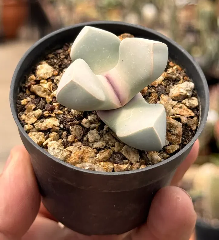 foto da suculenta Lapidaria margaretae