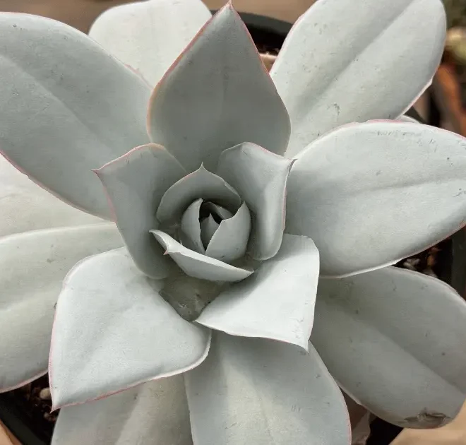 10 suculentas para criar um jardim incrível em 2026