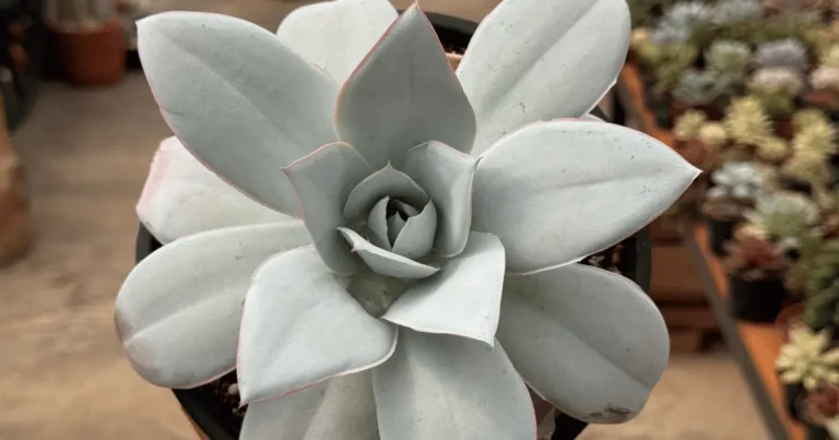 10 suculentas para criar um jardim incrível em 2026