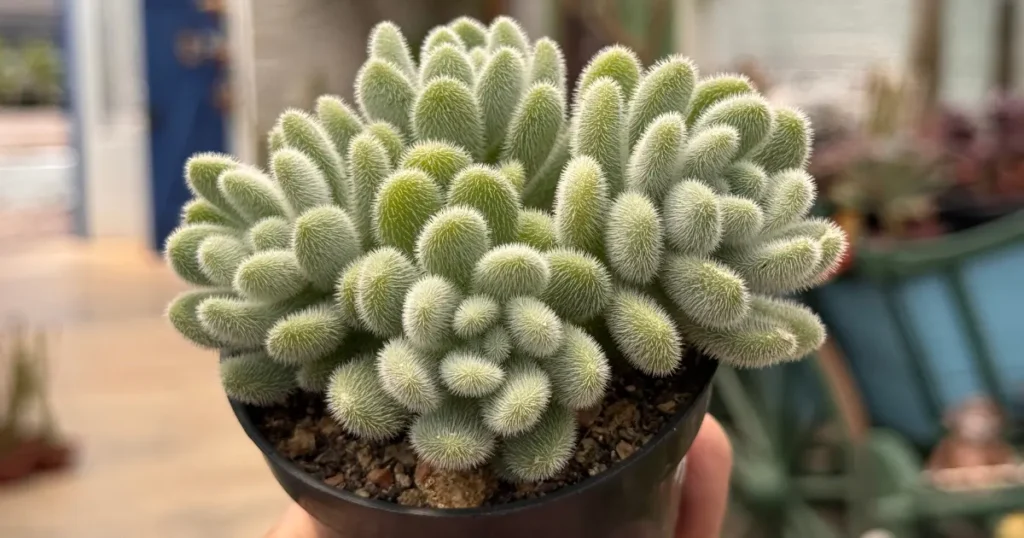 Foto da suculenta Sedum hintonii