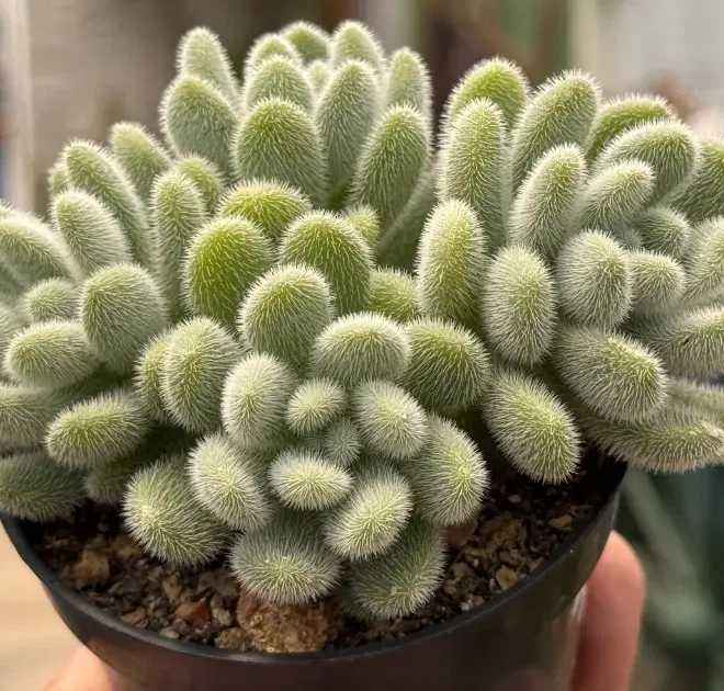 5 Suculentas Com Formatos Incríveis Para Se Inspirar