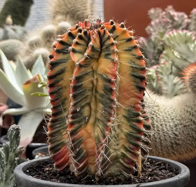 O cacto que virou febre nas coleções: Gymnocalycium mihanovichii variegata