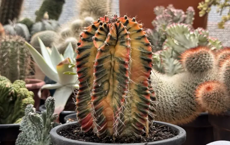 O cacto que virou febre nas coleções: Gymnocalycium mihanovichii variegata