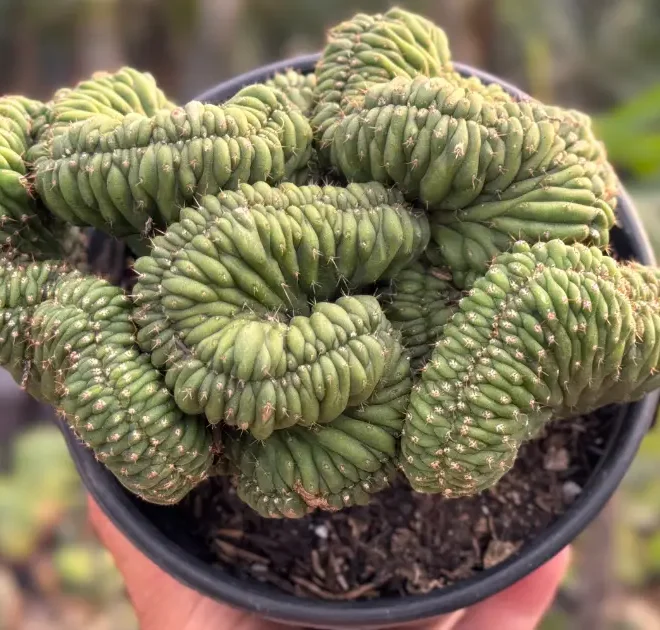 5 Plantas que Parecem Ter Saído do Fundo do Mar